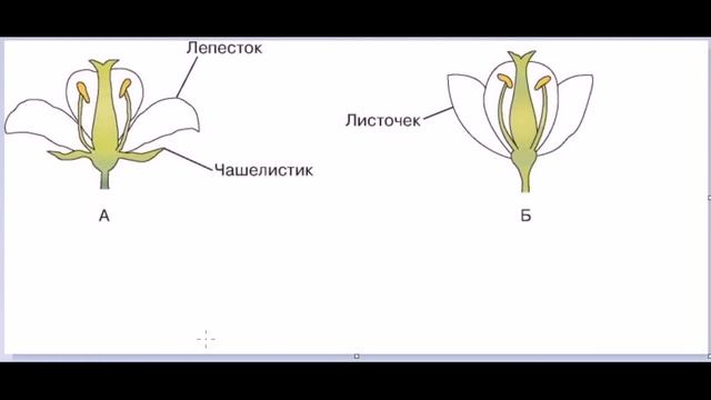 Строение и функции цветка