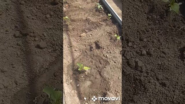 РЕЗУЛЬТАТЫ ВЫСАДКИ СЛАДКИХ ПЕРЦЕВ В ШКОЛЬНУЮ ТЕПЛИЦУ. ОГОРОД НА КУБАНИ. shorts#