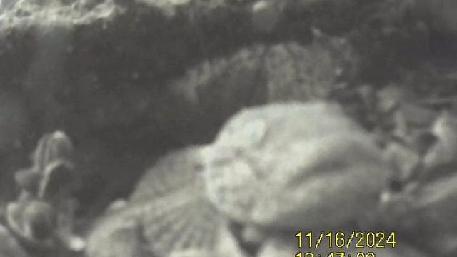 1000032611.mp4Волга гл.4м.16.11.2024г.