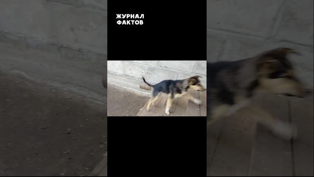 Решающий боксерский удар кота #shorts