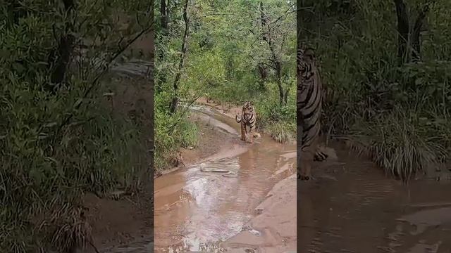Тигр умен.😊 Знает соотношение риска и вознаграждения.