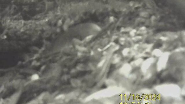 1000032610.mp4Волга гл.4м.16.11.2024г.