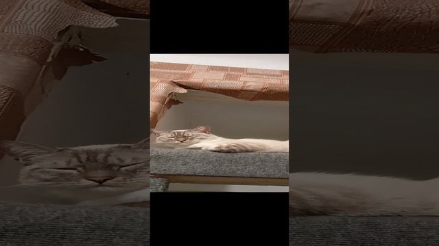 1000073432.mp4