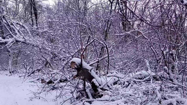 Первый снег в лесу. На природе зимой