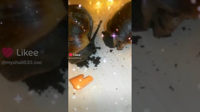 Улитки Архахатина маргината