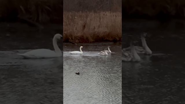 Белые и серые лебеди в Минске