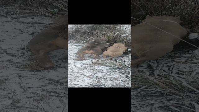 1000202141.mp4