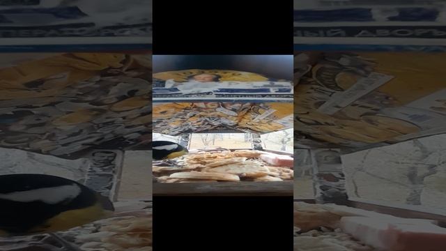 1000032590.mp4жизнь кормушки.16.11.2024г.
