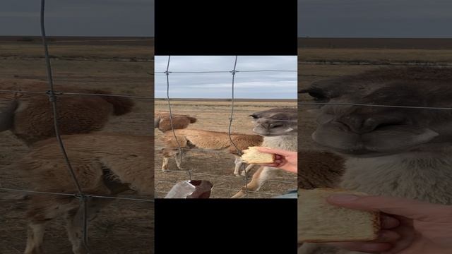 Обед у Ламы )