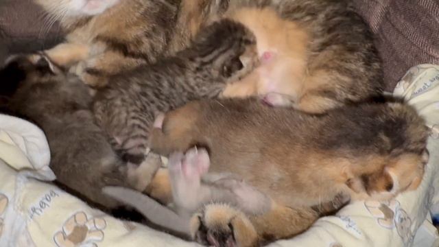 Шотландские котята