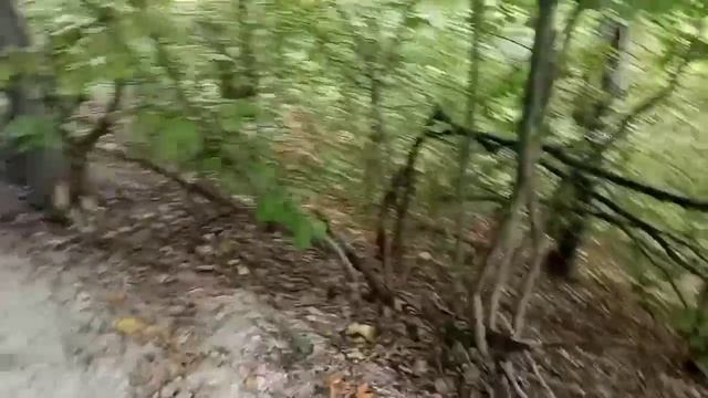 По горам, по долам, по лесным тропинкам! Прогулка в лесу😊😊😊