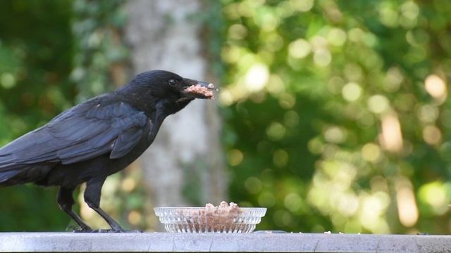 Вот и грачи прилетели (статья о животных)