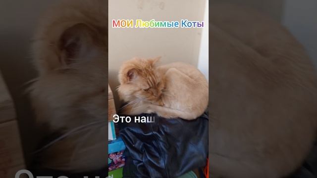 это мои котики🐈🐈⬛