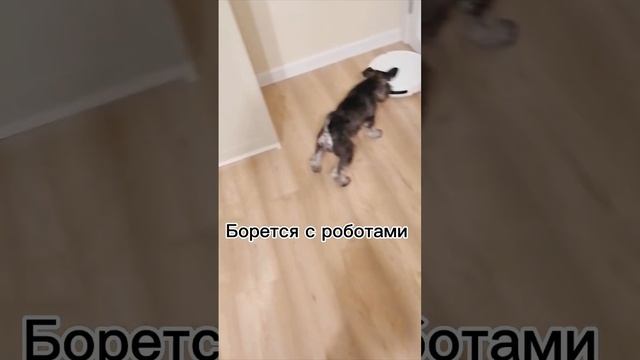 Тимоша каждый день старается делать какое-то общественно полезное дело #dog #собака #schnauzer