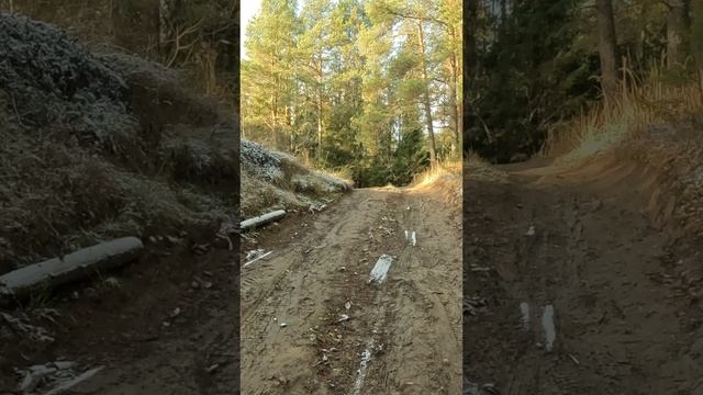 г. Тотьма-лес