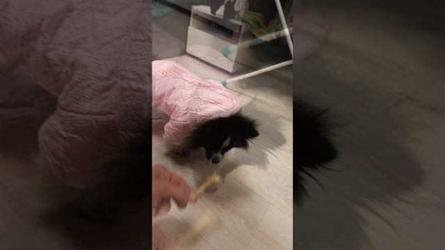 Ася и костюм😂, животные, собака, шпиц.