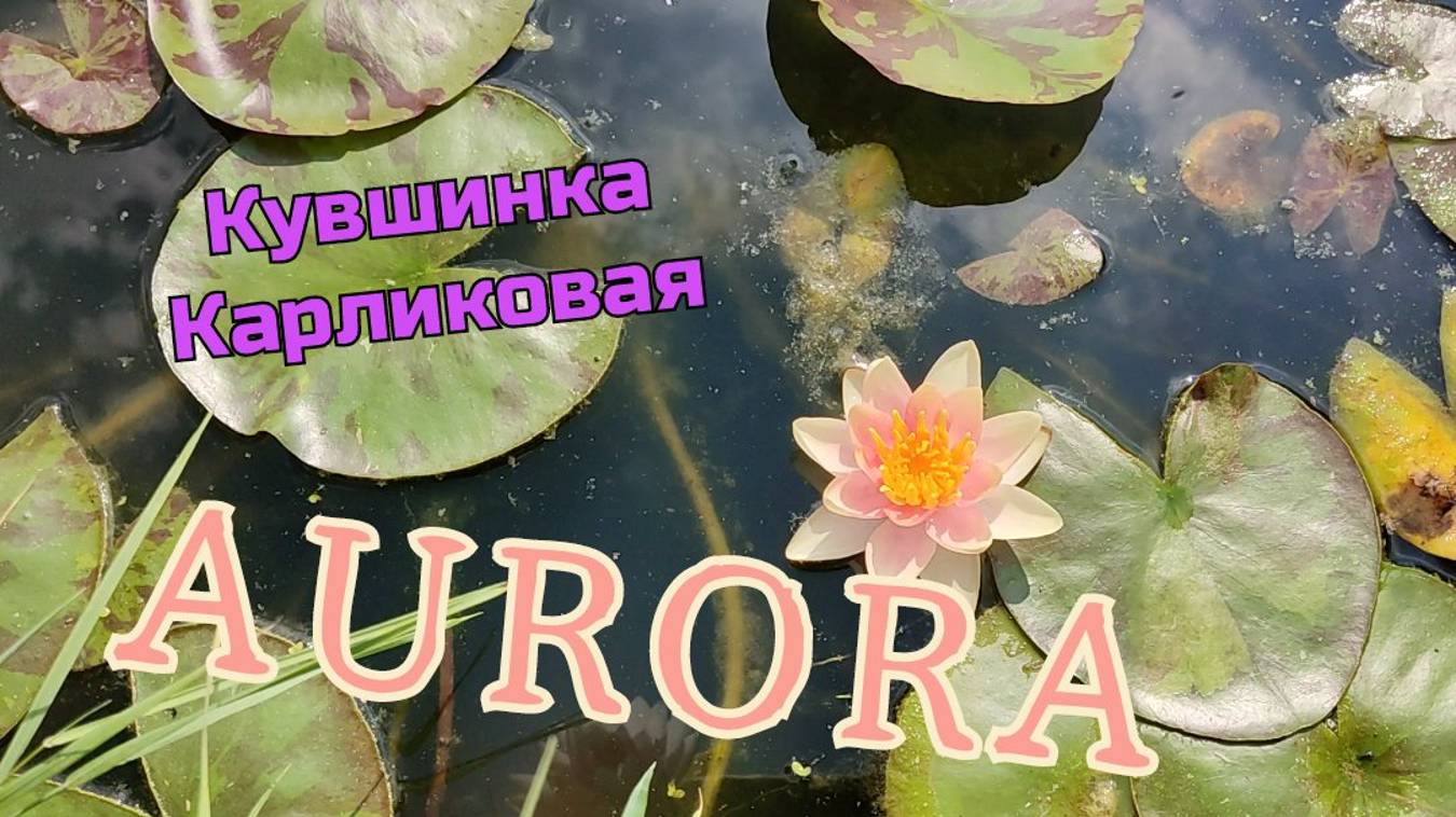 Кувшинка (нимфея) Аврора.            Water lily (nymphaea) Aurora