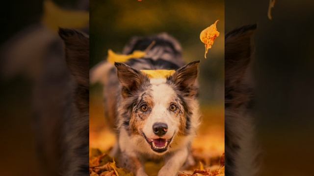 Я сделала видео с собаками! Какая собачка тебе больше понравилась?🐶🐕🐩🐕🦺🦮