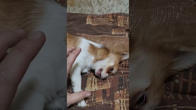 Чихуахуа копает кровать :) 🐶