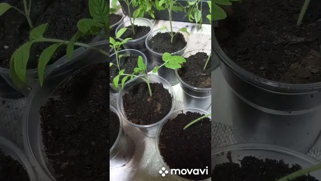 ТОМАТ ПАПИНА ДОЧКА НА РОЗЫГРЫШ. ОГОРОД НА КУБАНИ. shorts#