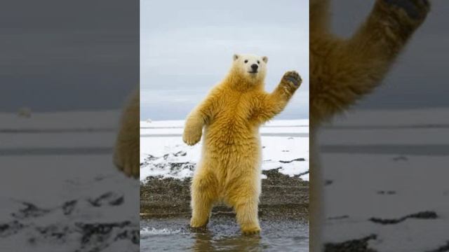 VID-20241011-WA0007.mp4