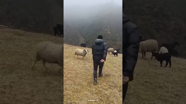 How to deal with sheep