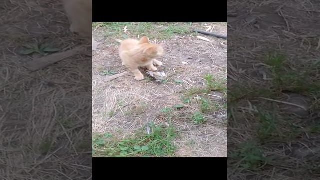 Хищьник.
