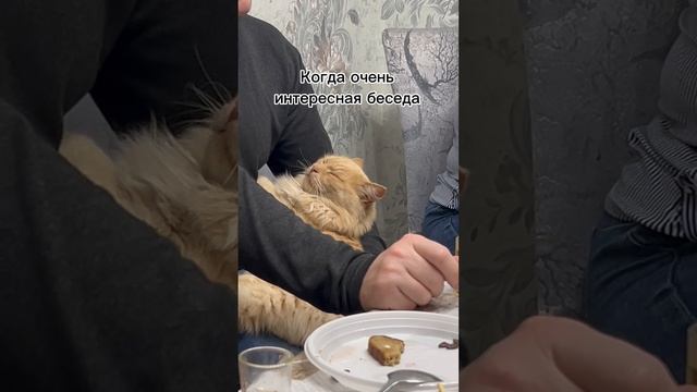 Устал котик 😅