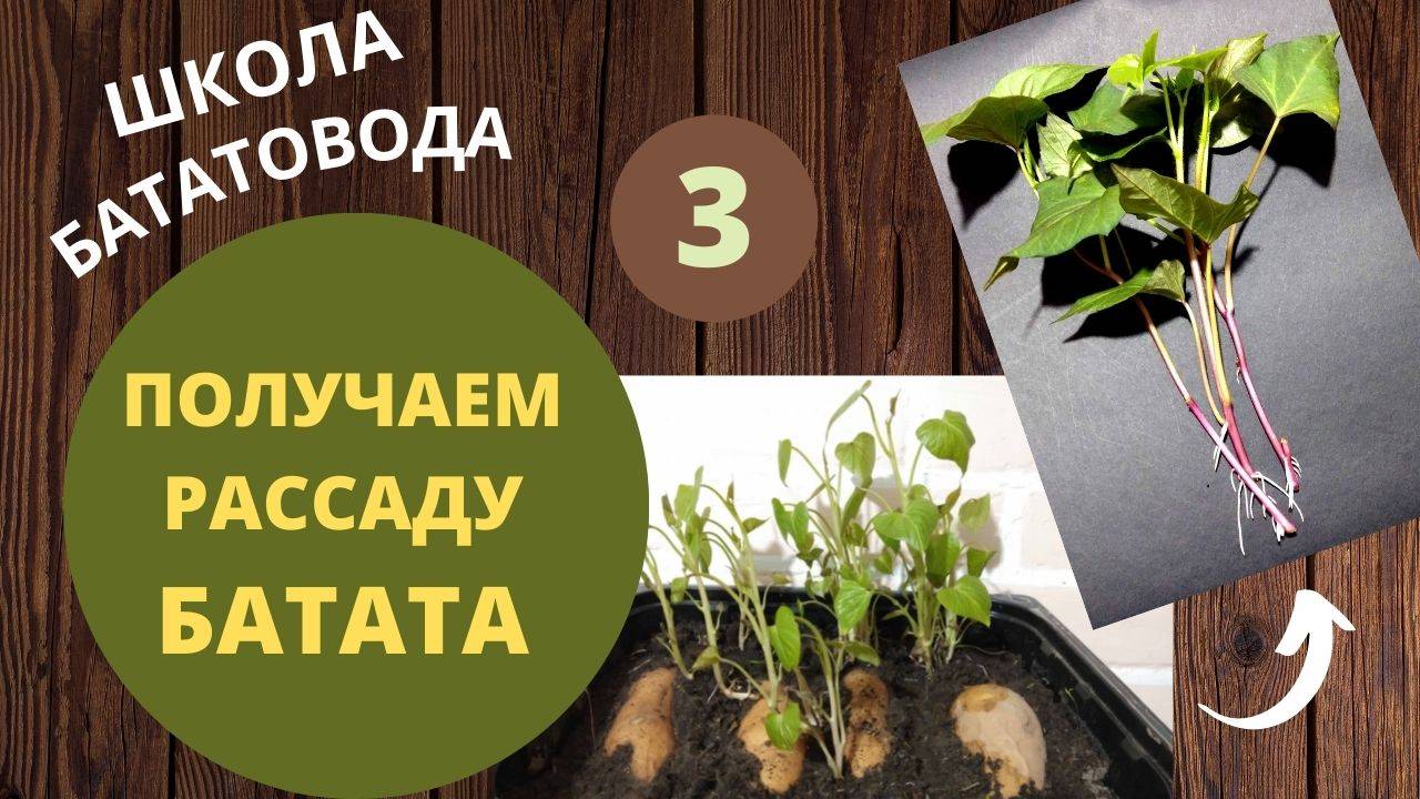 Получаем рассаду батата. Школа бататоводов. Урок 3