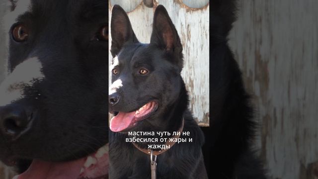 Джанни Родари - "Приключения Чиполлино". Глава 2.