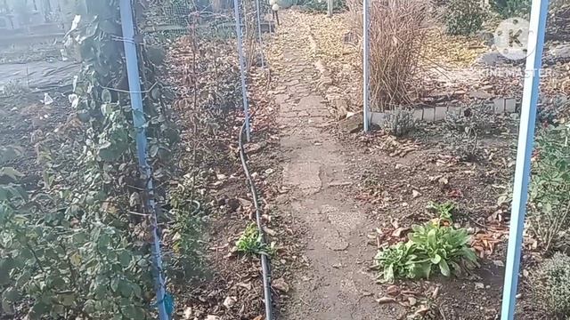 Из огорода в парк. Садовая Хроника 16.11.24г.
