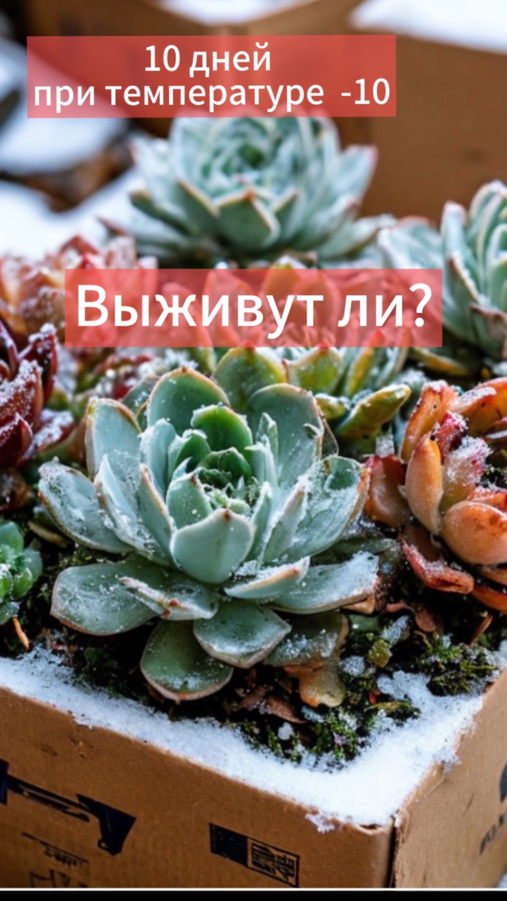 ОГРОМНАЯ ПОСЫЛКА С СУККУЛЕНТАМИ