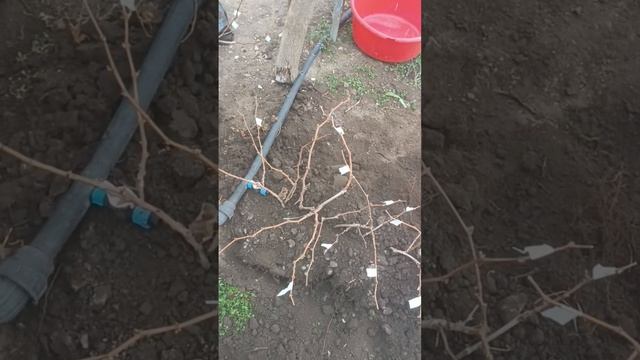 1000021680.mp4