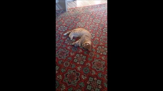 #Кот #Котёнок #Фокс,