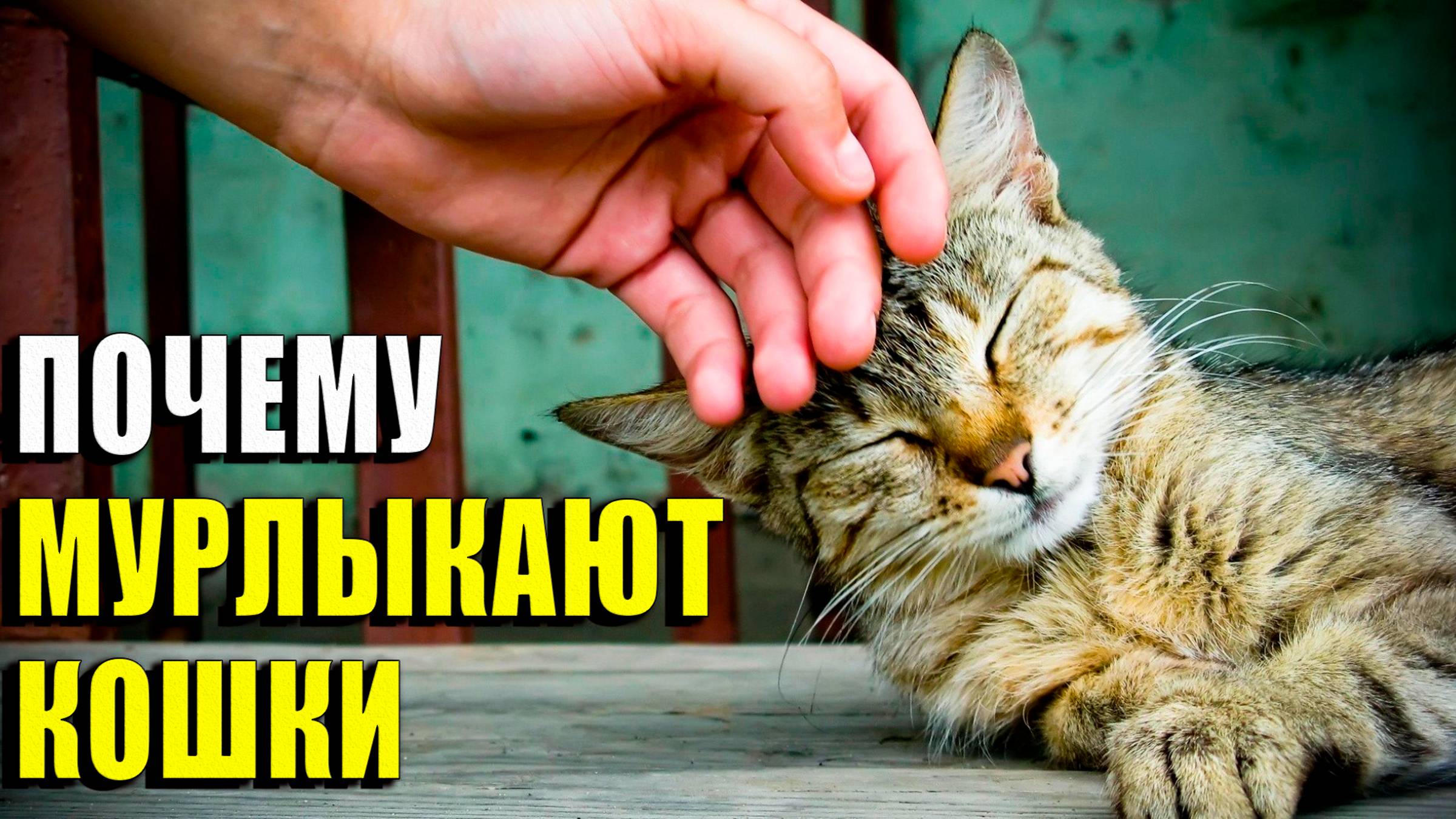 Почему мурлыкают кошки