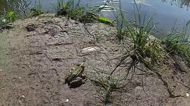 Лягушка! В прыжке! 🤓🤓🤓🐸🐸🐸