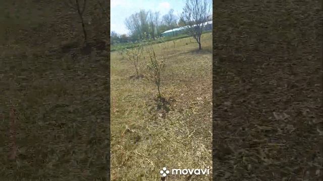 ЯБЛОНИ ЗАЦВЕЛИ НА ШКОЛЬНОМ УЧАСТКЕ. ОГОРОД НА КУБАНИ. shorts#
