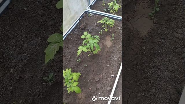РЕЗУЛЬТАТ ПЕРЕСАДКИ ТОМАТОВ В ШКОЛЬНУЮ ТЕПЛИЦУ. ОГОРОД НА КУБАНИ. shorts#