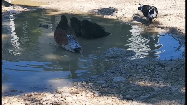 Водные процедуры стаи голубей в городе :)