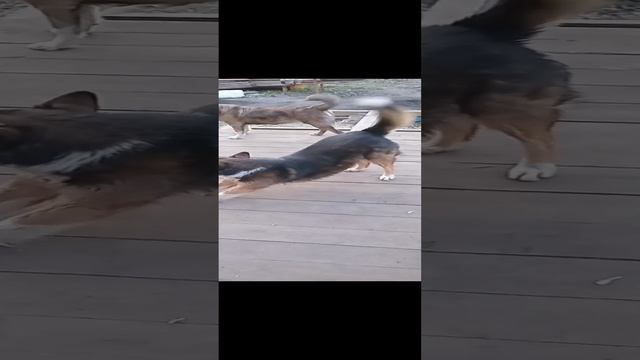 собака красотка.mp4