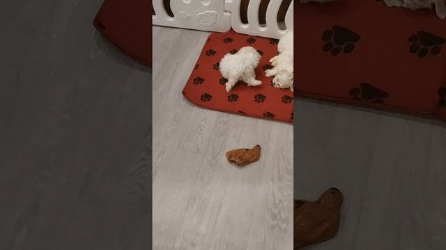 Малышки мальтипу.