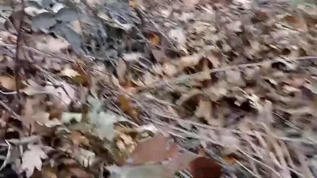 281 22.11.2021 Утепление роз и молодая зелень