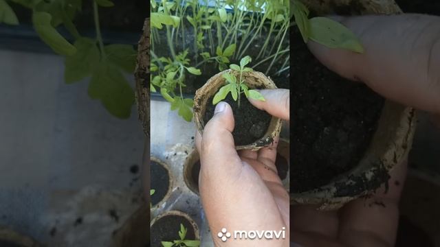 ПИКИРОВКА РАССАДЫ НА РОЗЫГРЫШ. ОГОРОД НА КУБАНИ. shorts#