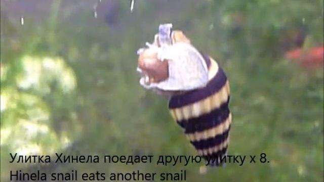 Helena snail eats another snail. Улитка Хелена поедает другую улитку.