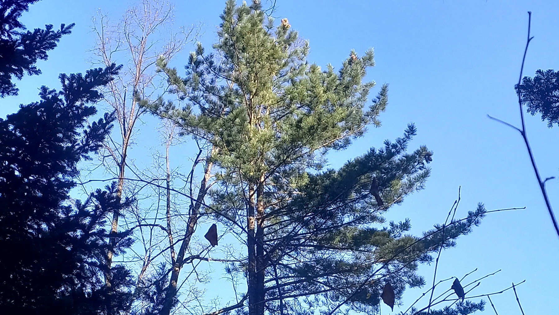 Снежок пошел