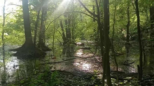 Лесное болото! Красота!!! ☺️☺️☺️🐸🐸🐸
