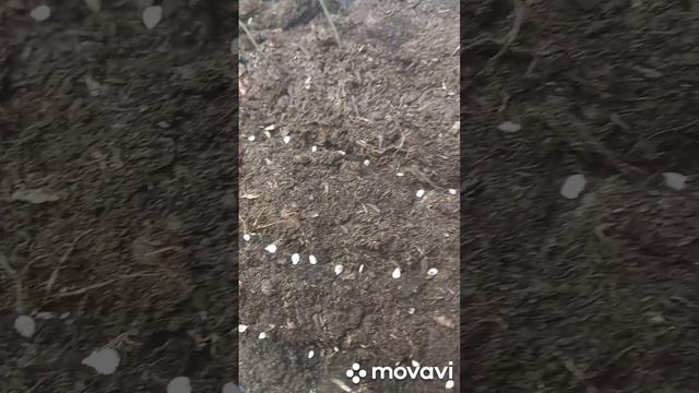 ПОСАДКА РАССАДЫ НА РОЗЫГРЫШ!!!! ОГОРОД НА КУБАНИ. shorts#
