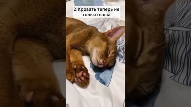 котики Сомали