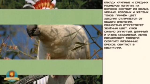 Мир малышам. Какаду