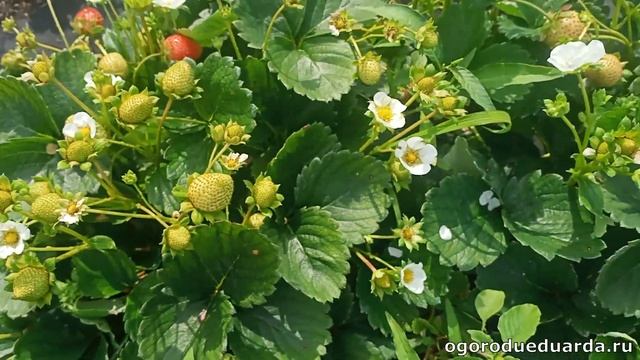 Ремонтантная клубника Эвис Делайт. 8 августа. Подмосковье